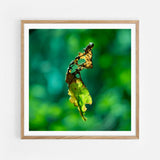 Floating leaf
