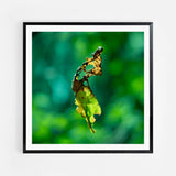 Floating leaf
