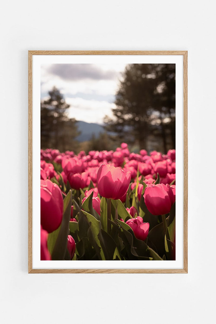 Tulips I