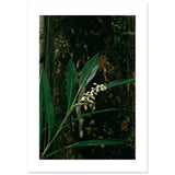 Costa Rica flower Art Print | Helena Vereycken x decollective