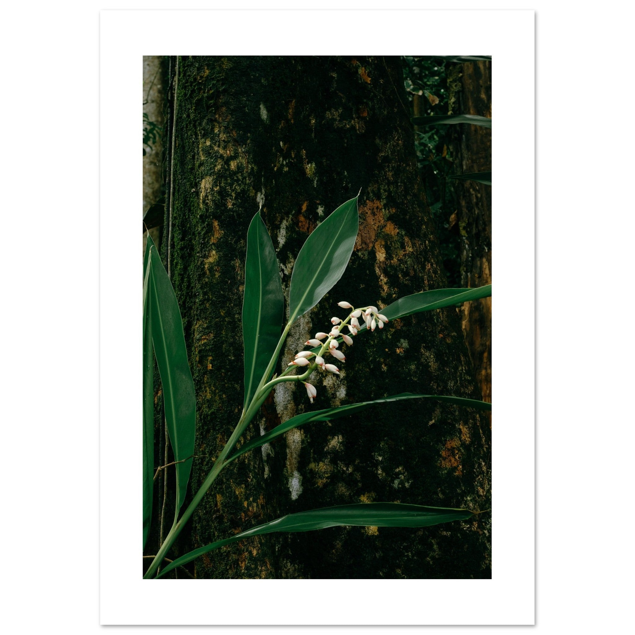 Costa Rica flower Art Print | Helena Vereycken x decollective