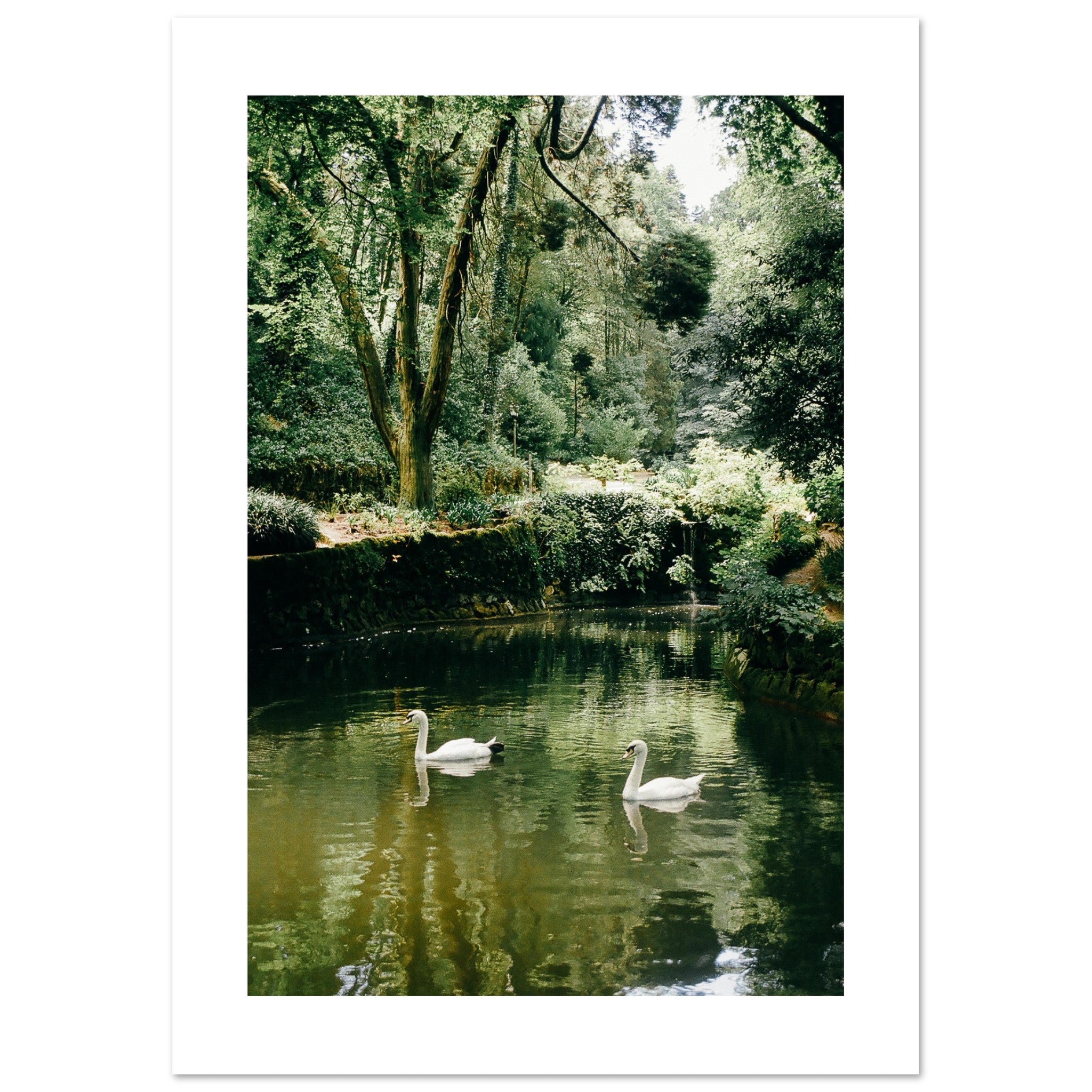 Cisnes Art Print | Helena Vereycken x decollective