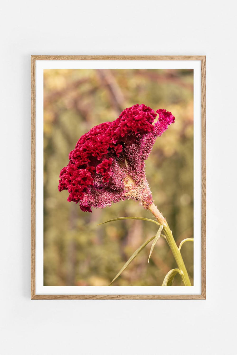 Feathery — Photography art print by Lu Manes | Buy wall art online | Decollective
