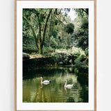 Cisnes Art Print | Helena Vereycken x decollective