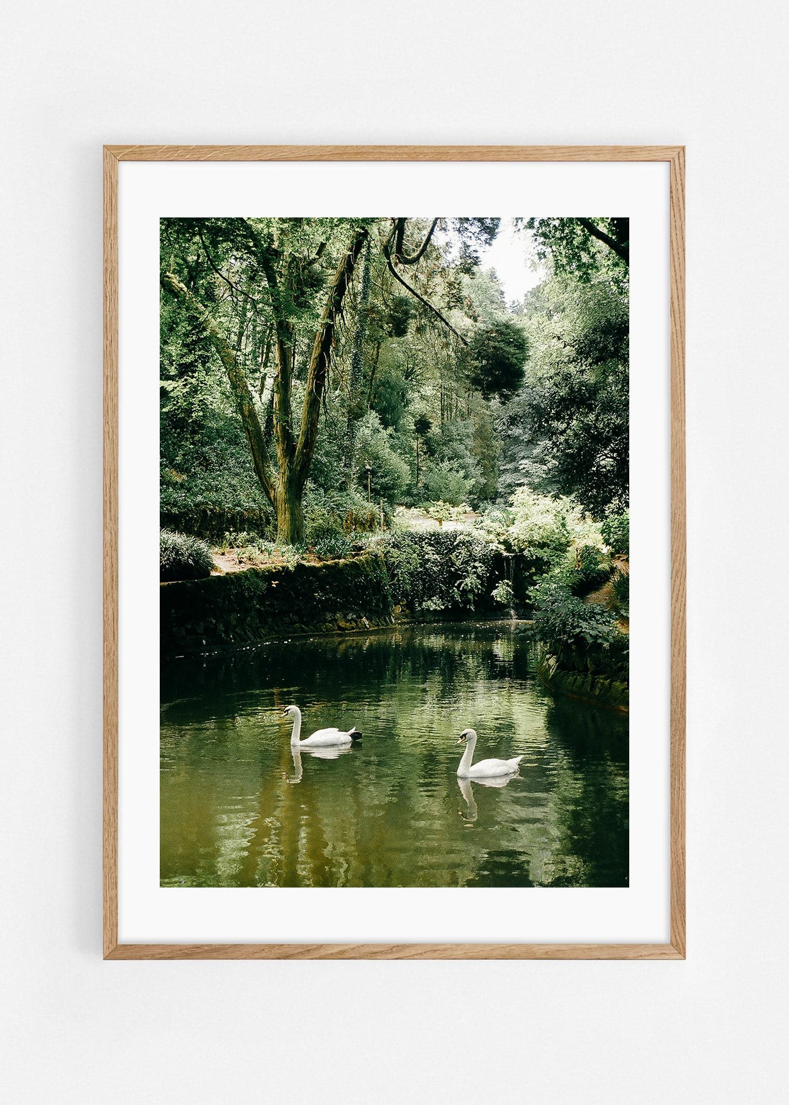 Cisnes Art Print | Helena Vereycken x decollective