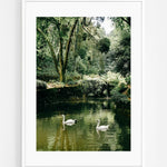 Cisnes Art Print | Helena Vereycken x decollective