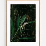 Costa Rica flower Art Print | Helena Vereycken x decollective