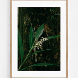 Costa Rica flower Art Print | Helena Vereycken x decollective