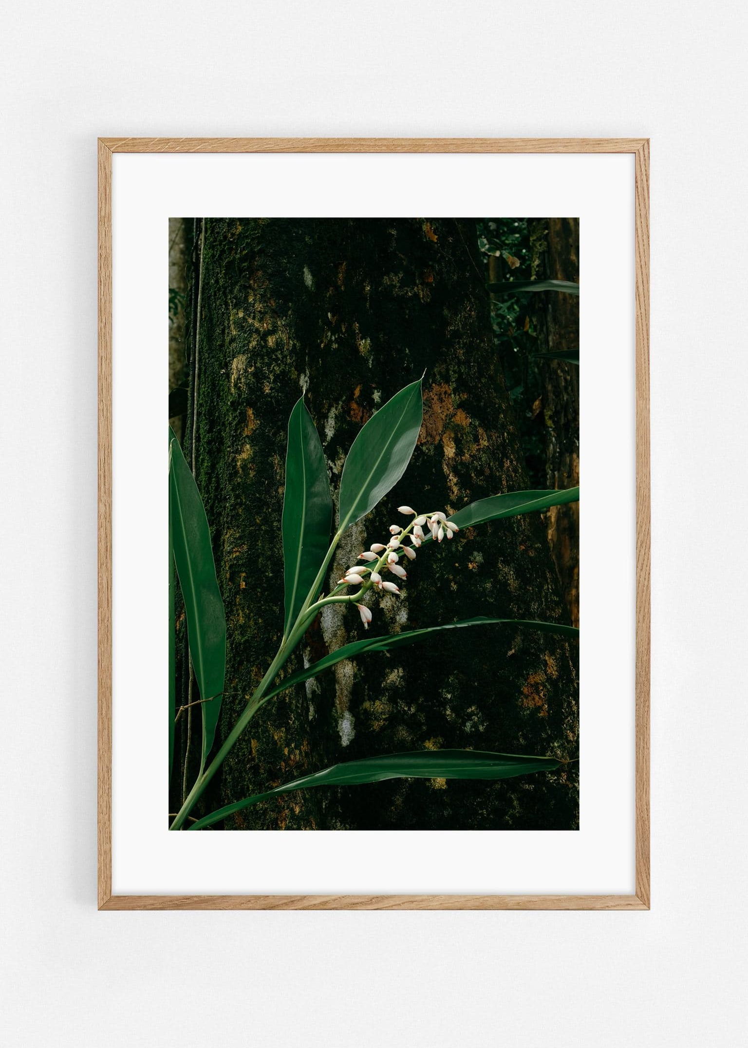 Costa Rica flower Art Print | Helena Vereycken x decollective