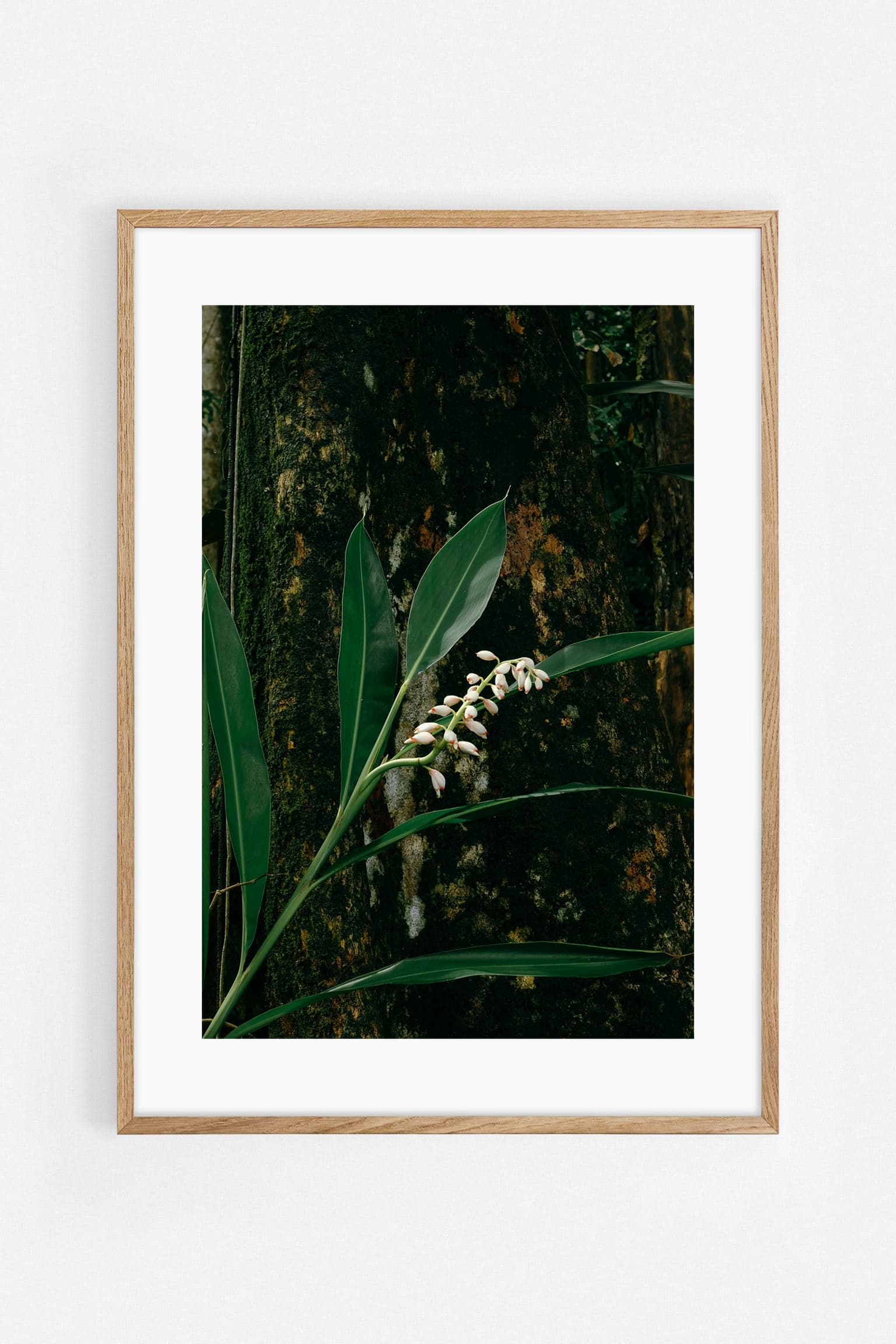 Costa Rica flower Art Print | Helena Vereycken x decollective