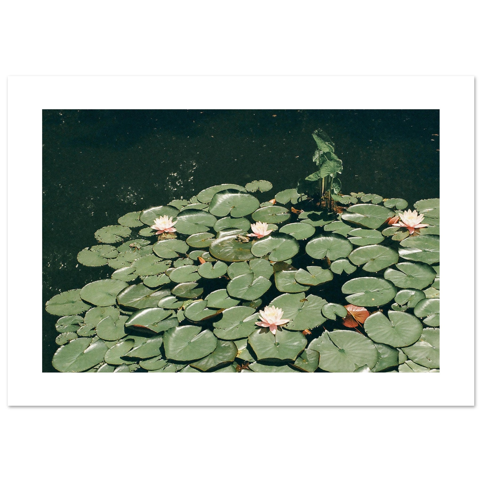 Lillies Art Print | Helena Vereycken x decollective